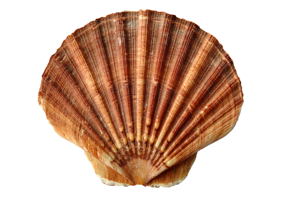 Plody moře
