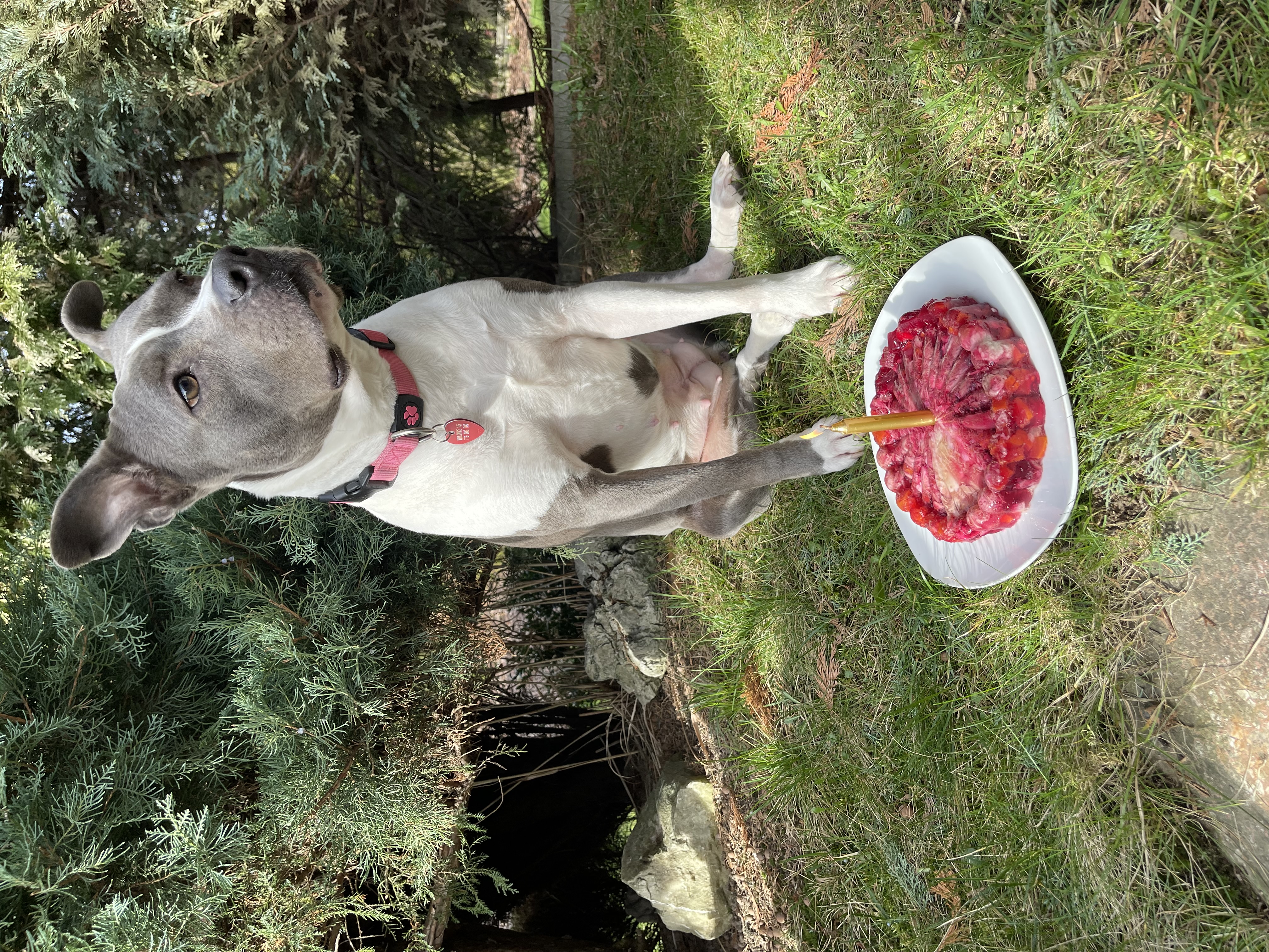 Masové dortíky a dorty pro psy a kočky