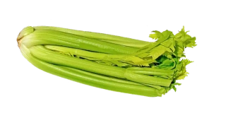 Celer řapíkatý 1ks 