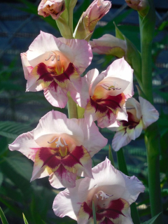 Gladiola 1ks