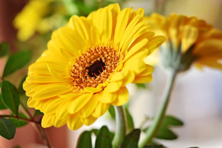 Gerbera 1ks