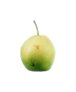 Hruška Nashi 1ks