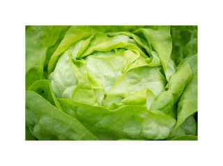 Hlávkový salát 1ks