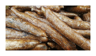 Maniok 1ks cca 0,5 kg